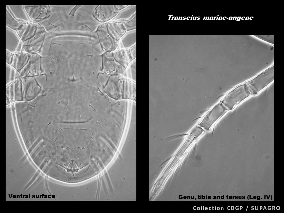 Transeius mariaeangeae 2